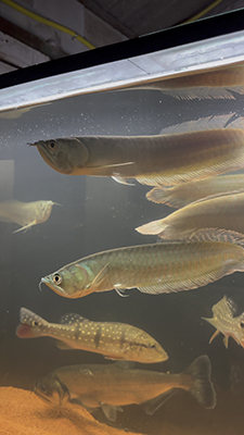 Peixe Aruanã Prata da Tuba Aquarismo