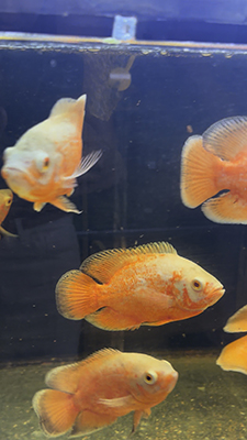 Peixe Oscar Red Ruby Albino da Tuba Aquarismo